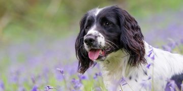 Is the Springer Spaniel Right For You?