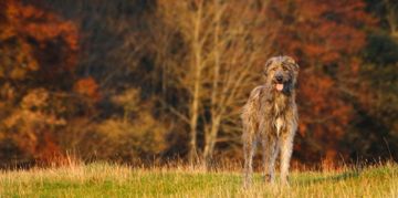 Check Out These Exciting Hound Dog Breeds
