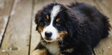 Can a Dog Have Down Syndrome?