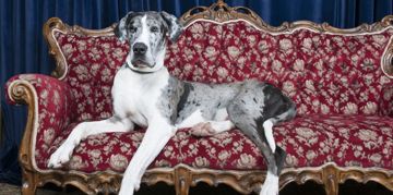 Gentle Giants: Facts About Great Danes