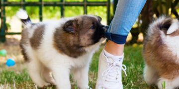 How to Teach Your Puppy to Stop Biting