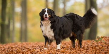 All About the Bernese Mountain Dog