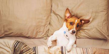 What Does a Fever Mean In Dogs?