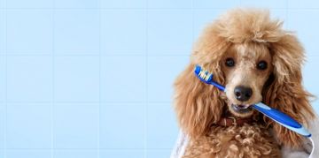 How Do You Brush a Dog's Teeth?