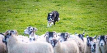 The Smartest Dog Breeds in the World