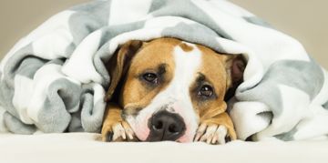 Can Dogs Get the Flu?