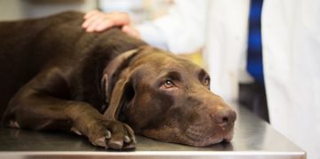 Surviving Parvovirus: Essential Tips for Dog Owners