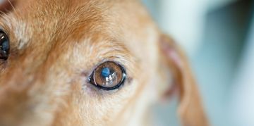 Can Dogs Get Pink Eye?