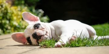 What are the Signs of Bloat in Dogs?