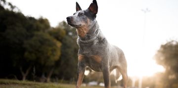 What is Leptospirosis in Dogs?