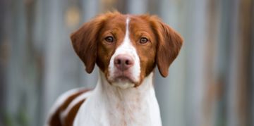 Popular Medium-Sized Dog Breeds