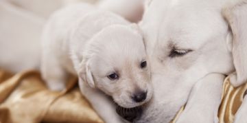 What Is Mastitis in Dogs?