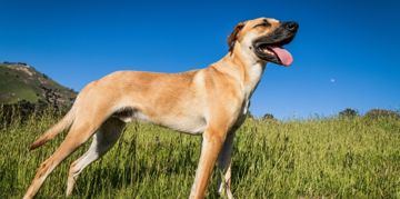 What You Should Know About the Black Mouth Cur
