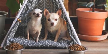 Tiny Dog, Big Heart: Facts About the Chihuahua
