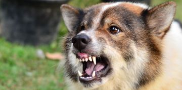 What are the Symptoms of Rabies in Dogs?