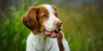 Is the Brittany Spaniel a Good Family Pet?