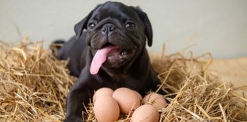 Can Your Dogs Eat Eggs?
