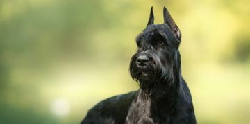 What You Need to Know About Giant Schnauzers