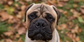 Bullmastiffs: Facts About This Majestic Canine