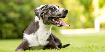 All You Need to Know About the Catahoula