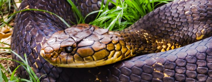 The Most Venomous Snakes in the World