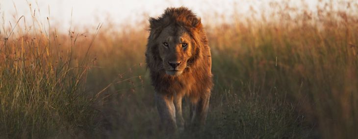 What Are the Deadliest Animals in the World?