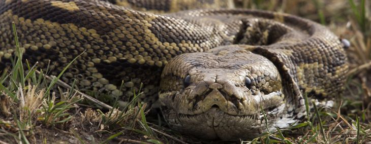 Get to Know the Longest Snakes in the World