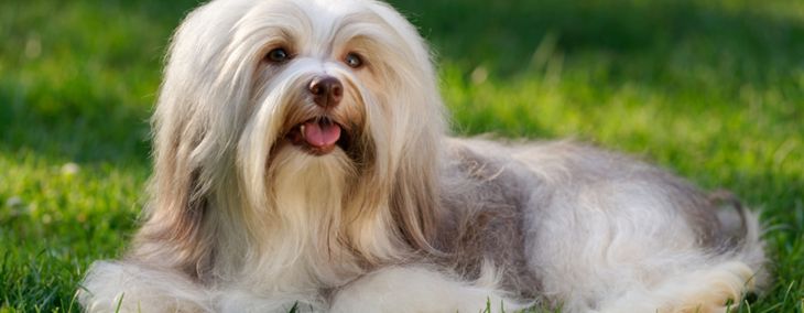 "Fluffy Affection: Close-up of a Havanese dog's muzzle and whiskers"