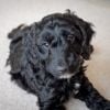 The Best Names for Black Dogs