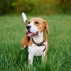Everything You Need to Know About Beagles