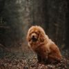Tibetan Mastiff: An Independent and Loyal Companion
