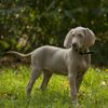What You Need to Know About Weimaraners