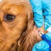 Signs of Lyme Disease in Dogs