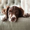 Heartworm Symptoms: What Dog Owners Need to Know