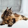 A Guide to Maine Coon Cats