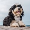 Everything to Know About Bernedoodles