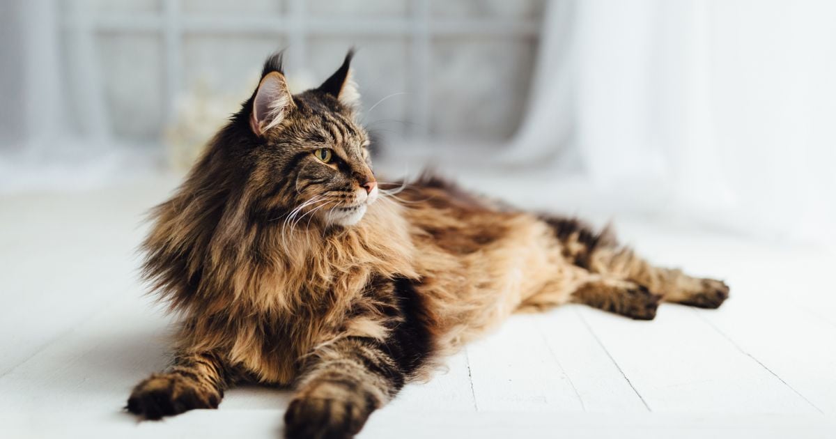 A Guide to Maine Coon Cats Critter Culture