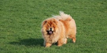 A Guide to the Chow Chow, the Fluffy Lion Dog