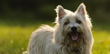 Terrier Breeds for New and Experienced Owners