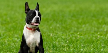 Boston Terrier: A Sociable Canine With Excellent Manners