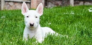 Everything You Need to Know About the Bull Terrier