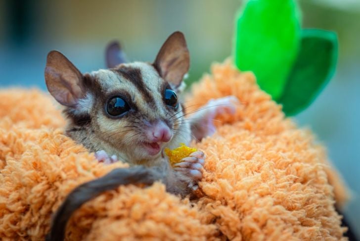 Sugar glider care - inputint