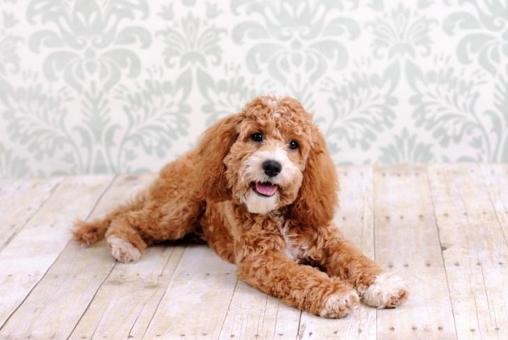 Cute and Incredible Poodle Mixes - Critter Culture