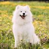 A Guide to the Samoyed, a Tough but Lovable Companion