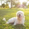 The Loveable Labradoodle