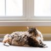 More to Love: The Largest Domestic Cat Breeds