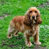 Dockers: The Best of Cocker Spaniels and Dachshunds