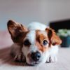 How to Clean Your Dog's Ears