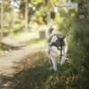 Is the Pomsky the Right Pup for You?