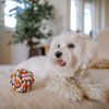 Is a Maltese the Right Dog for You?